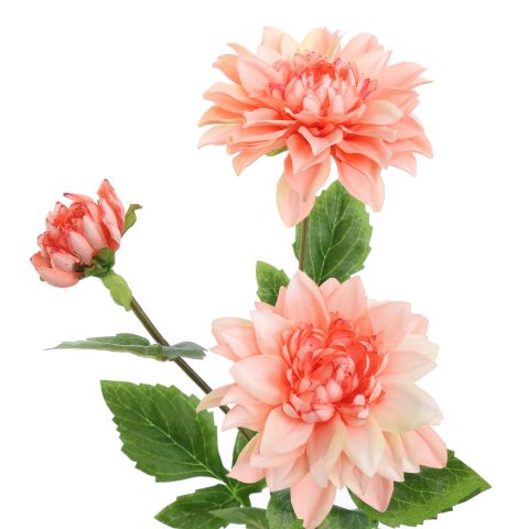 DAHLIA X3 SPRAY 65CM PEACH