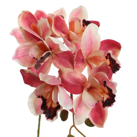 CYMBIDIUM 72CM BEAUTY