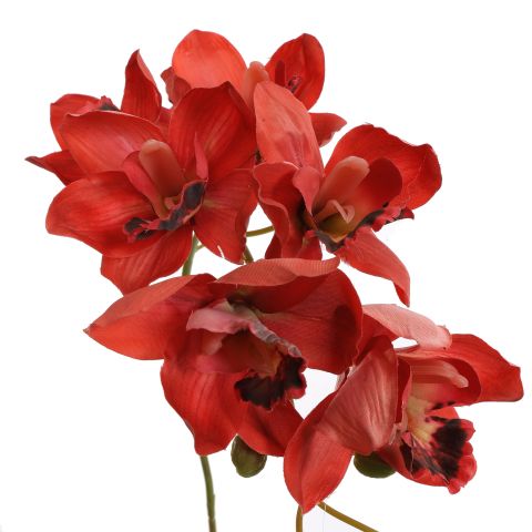 CYMBIDIUM 72CM RED