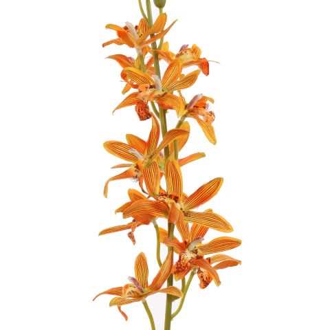 ORCHID 80CM ORANGE