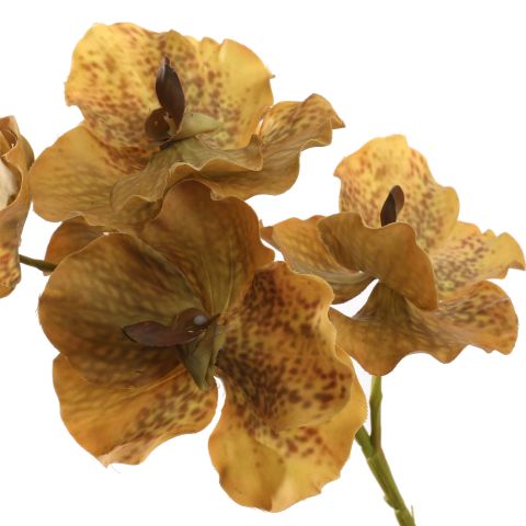 VANDA 62CM YELLOW