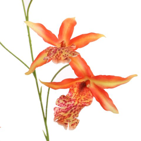 CYMBIDIUM 103CM ORANGE
