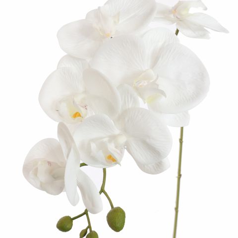 PHALAENOPSIS 85CM WHITE