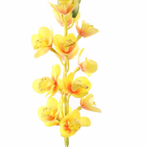 CYMBIDIUM 75CM YELLOW