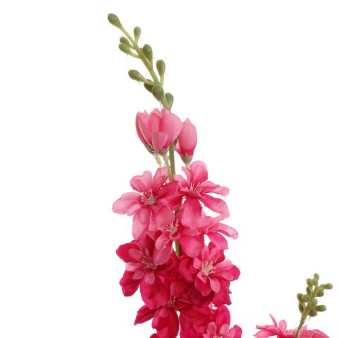 DELPHINIUM 80CM BEAUTY