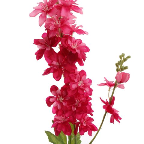 DELPHINIUM 80CM BEAUTY