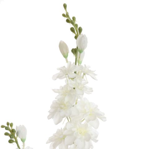 DELPHINIUM 80CM CREAM