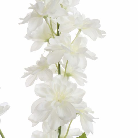 DELPHINIUM 80CM CREAM