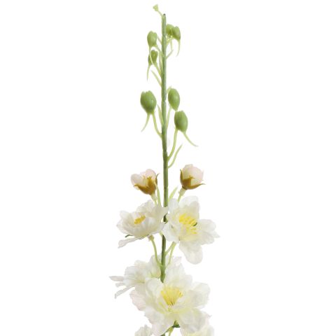 DELPHINIUM 95CM CREAM