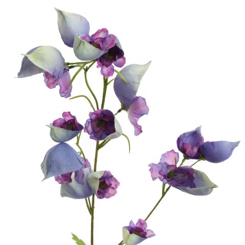 ACONITUM 80CM BLUE