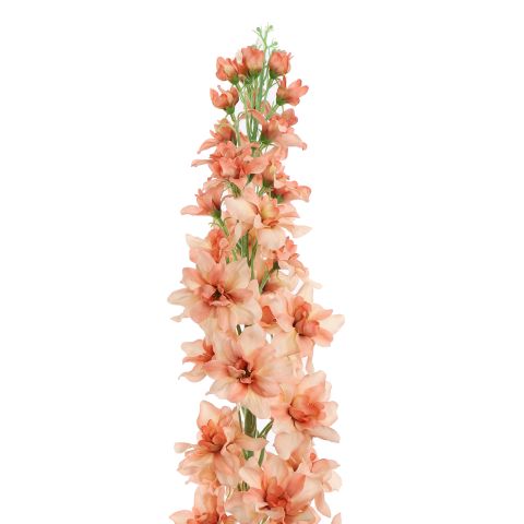 DELPHINIUM 95CM SALMON