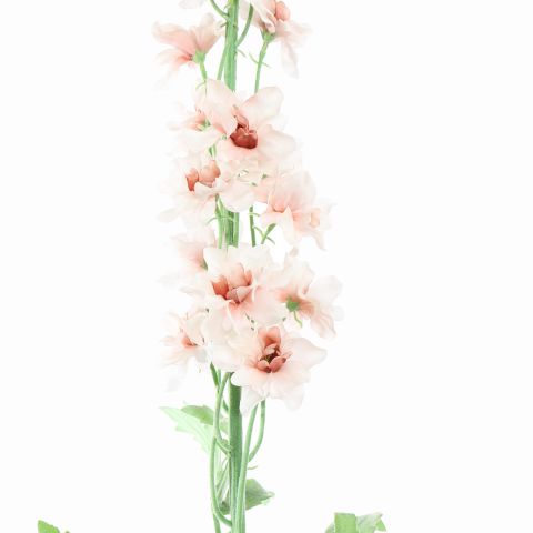 DELPHINIUM 127CM CREAM