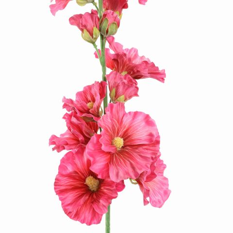 ALCHE ROSEA 115CM BEAUTY
