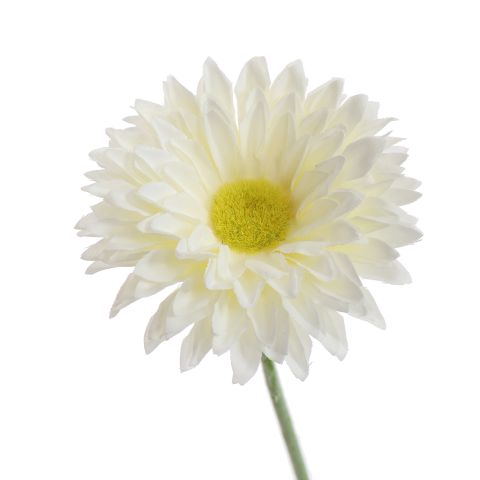 SINGLE SMALL GERBERA 55CM CREAM
