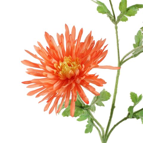 SPIDER GERBERA 65CM ORANGE