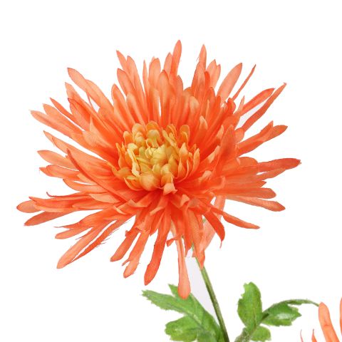 SPIDER GERBERA 65CM ORANGE
