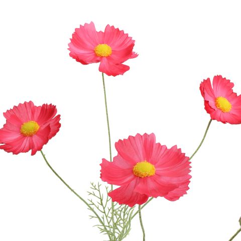 COSMOS 92CM BEAUTY