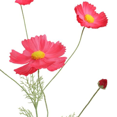 COSMOS 92CM BEAUTY