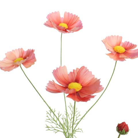 COSMOS 92CM MAUVE