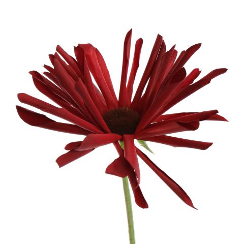RUDBECKIA 66CM RED