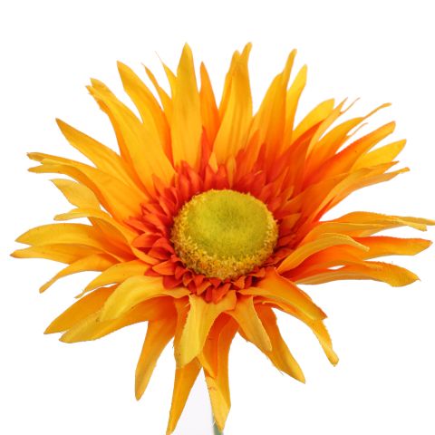 SPIDER GERBERA 65CM ORANGE