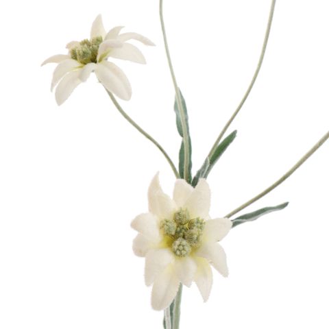 EDELWEISS 62CM CREAM