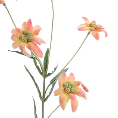 EDELWEISS 62CM PEACH