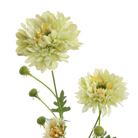GERBERA SPRAY 66CM GREEN
