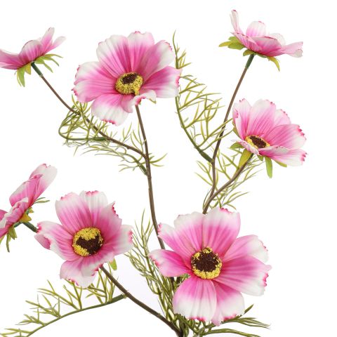 COSMOS SPRAY 75CM CREAM PINK