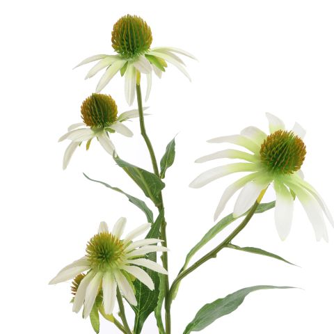 RUDBECKIA SPRAY 75CM CREAM