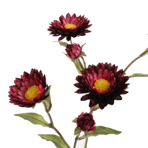 STRAW FLOWER 65CM BORDEAUX