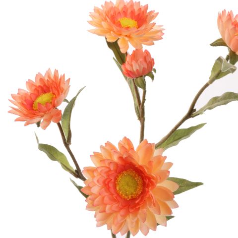 STRAW FLOWER 65CM PEACH