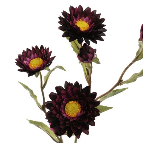 STRAW FLOWER 65CM PURPLE