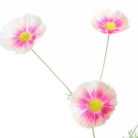 COSMOS SPRAY 92CM CREAM PINK