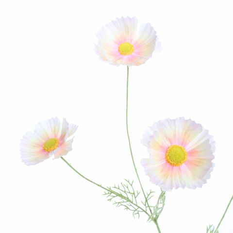 COSMOS SPRAY 92CM PEACH