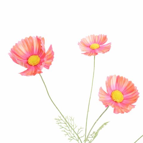COSMOS SPRAY 92CM SALMON
