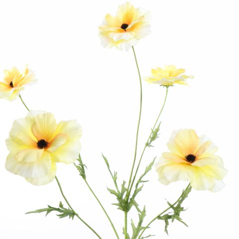 COSMOS SPRAY 70CM YELLOW
