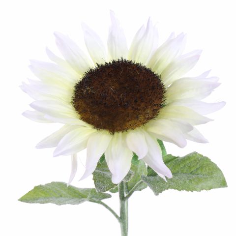 SINGLE SUNFLOWER 70CM CREAM