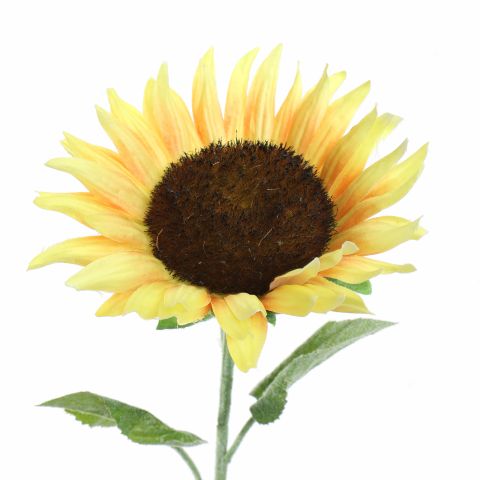 SINGLE SUNFLOWER 70CM YELLOW