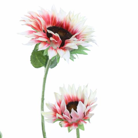 SUNFLOWER X2 95CM CREAM PINK