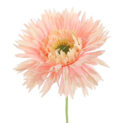SPIDER GERBERA 45CM PINK