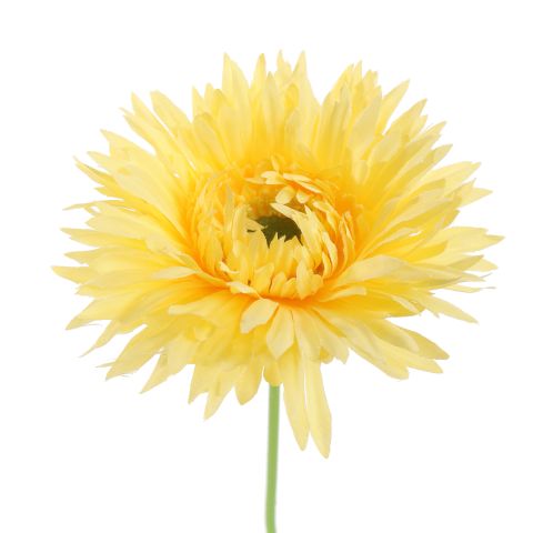SPIDER GERBERA 45CM YELLOW