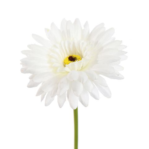 GERBERA 45CM CREAM