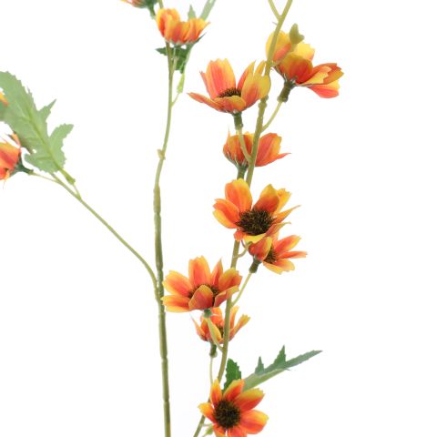 LONG COSMOS 105CM ORANGE