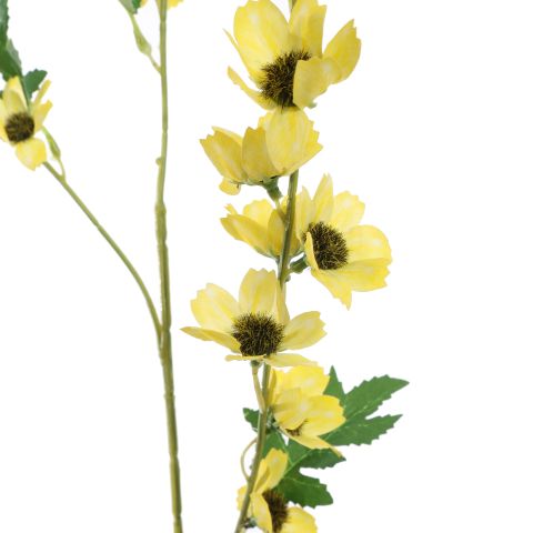 LONG COSMOS 105CM YELLOW