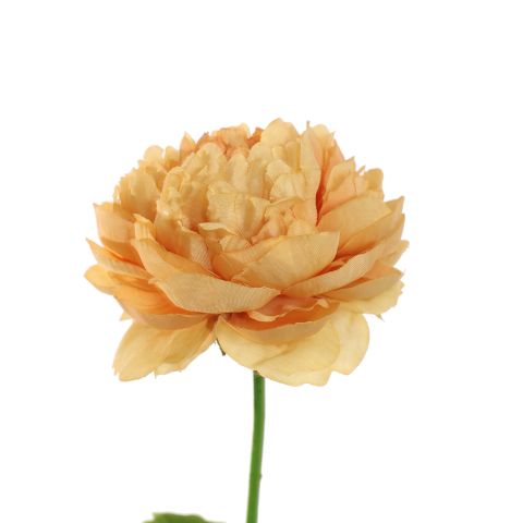 RANUNCULUS 62CM PEACH