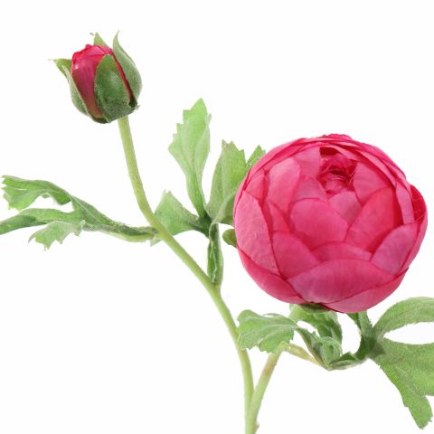 RANUNCULUS X2 56CM BEAUTY