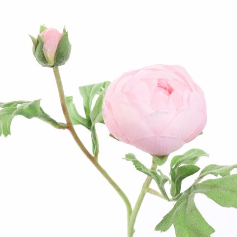 RANUNCULUS X2 56CM PINK