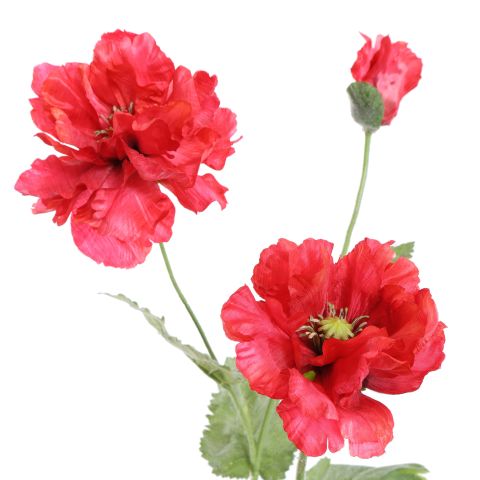 POPPY X 3 110CM BEAUTY