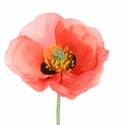 SINGLE POPPY 37CM CORAL